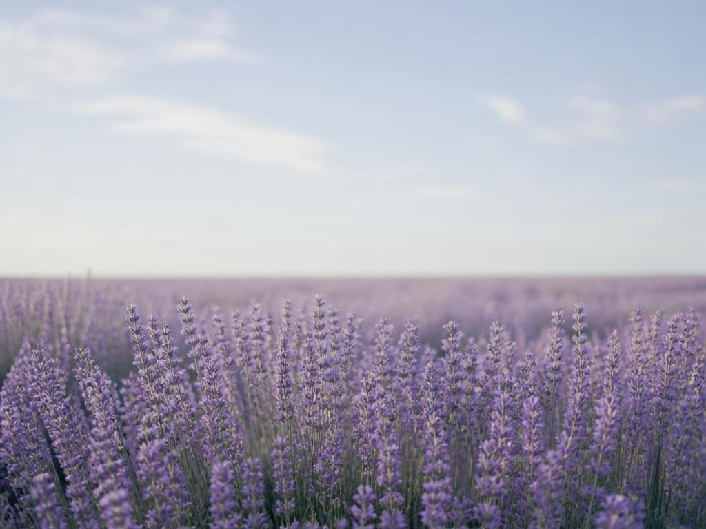 A wide field of lavender under a pale morning sky